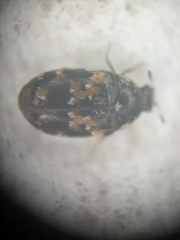Trogoderma sternale