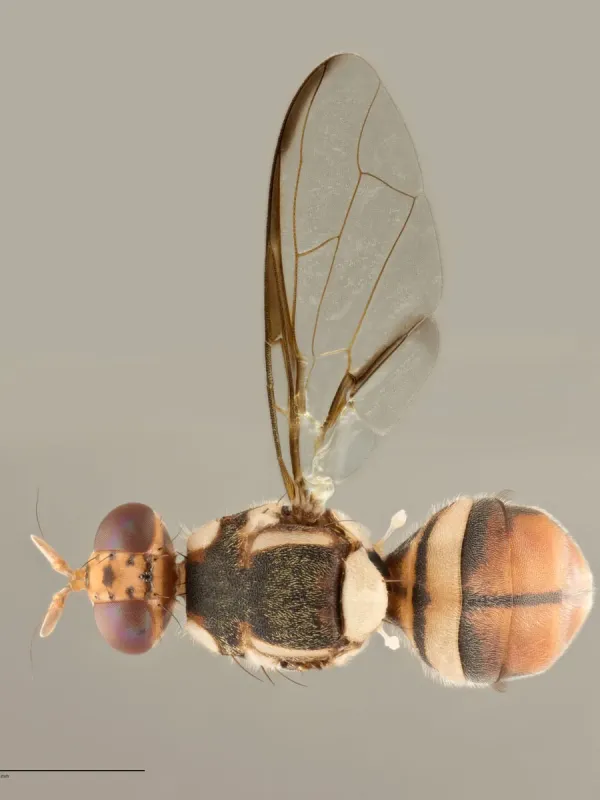 Papaya fruit fly