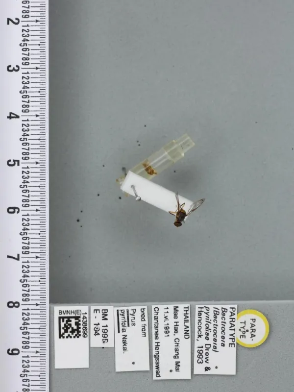 Плодовая муха Bactrocera pyrifoliae