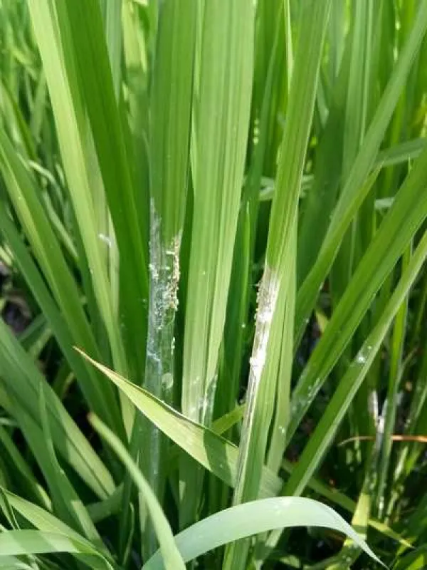 Rice mealybug