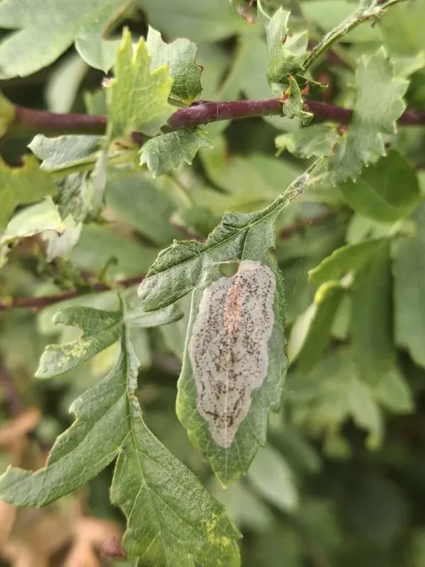 Apple leaf miner