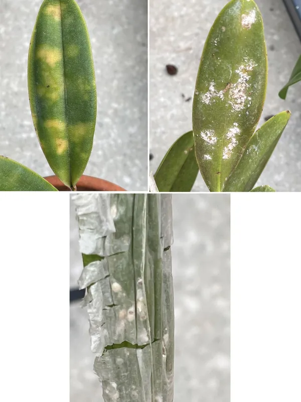 Dendrobium mealybug