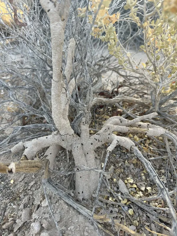 Desert termite