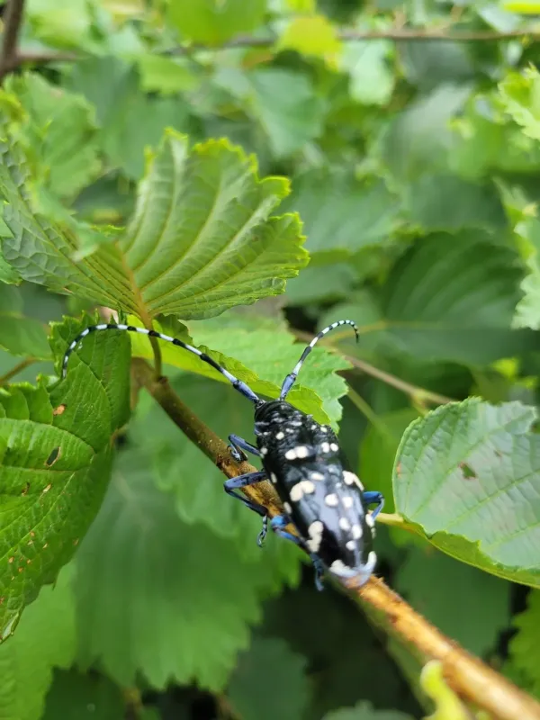 Asian long-horned beetle