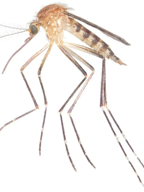 Woodland mosquito