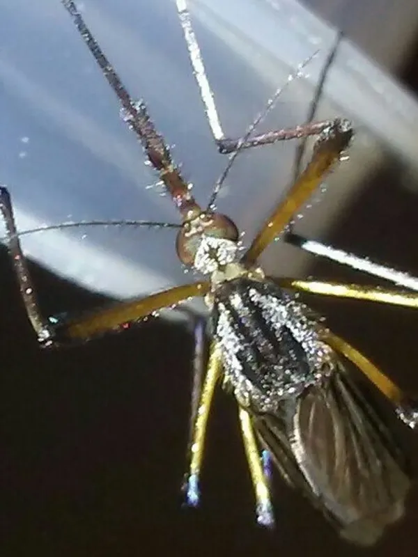 Psorophora howardii
