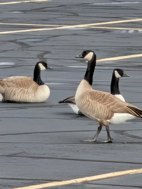 Canada goose