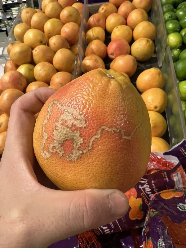 Цитрусовая минирующая моль