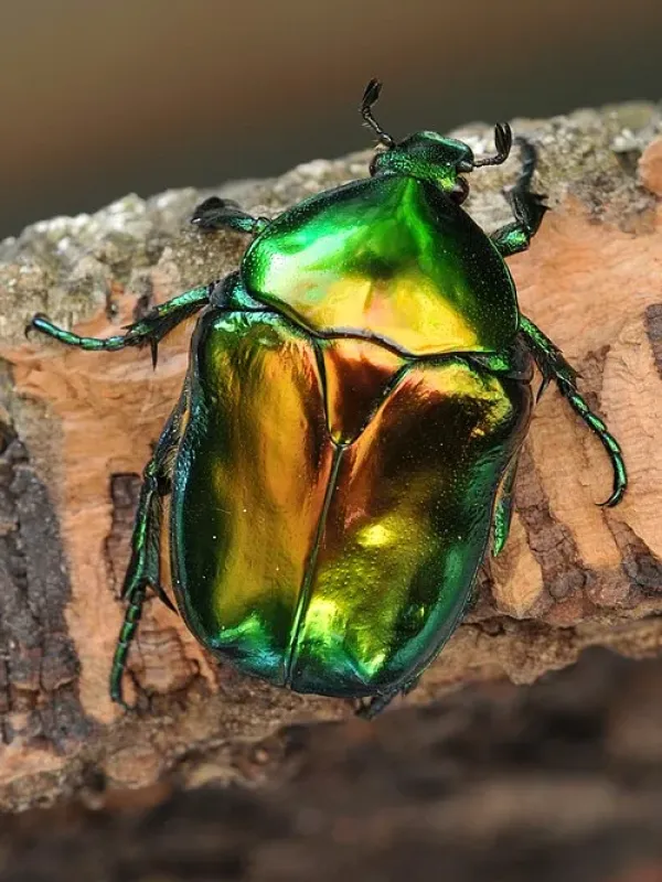 Бронзовка Cetonischema