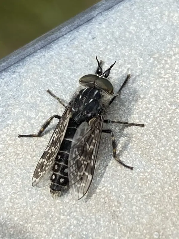 Haematopota crassicornis