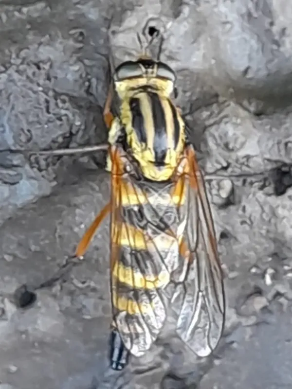 Stiletto fly