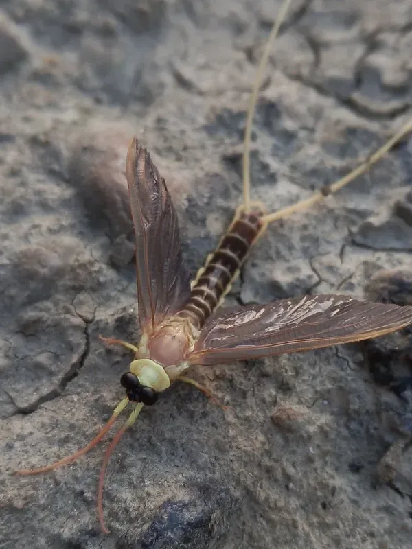 Palingenia