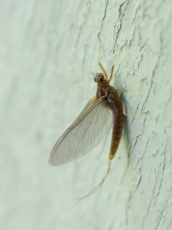 Palingenia longicauda