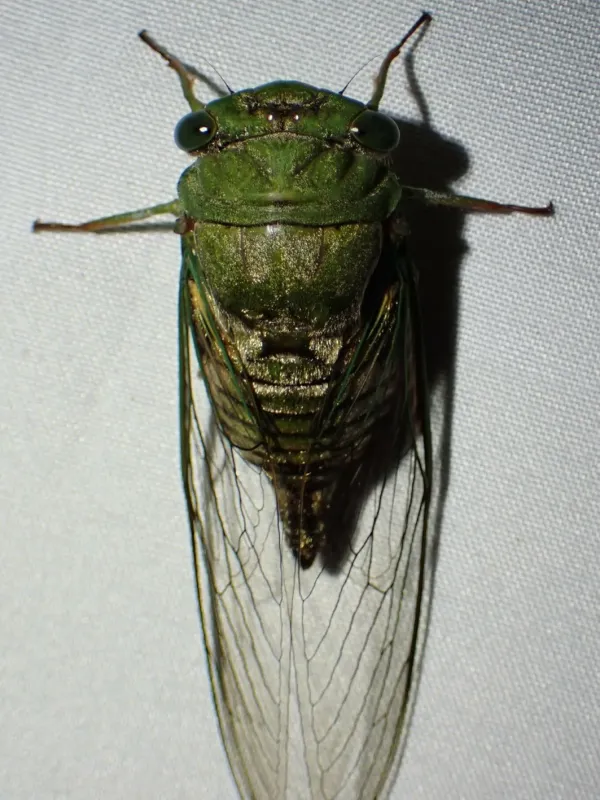 Dorisiana