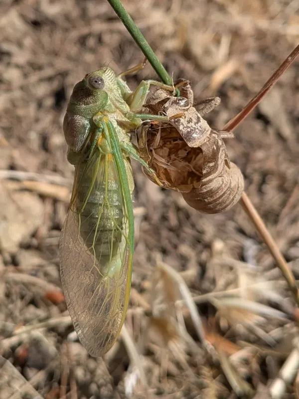 Cicada Lyristes