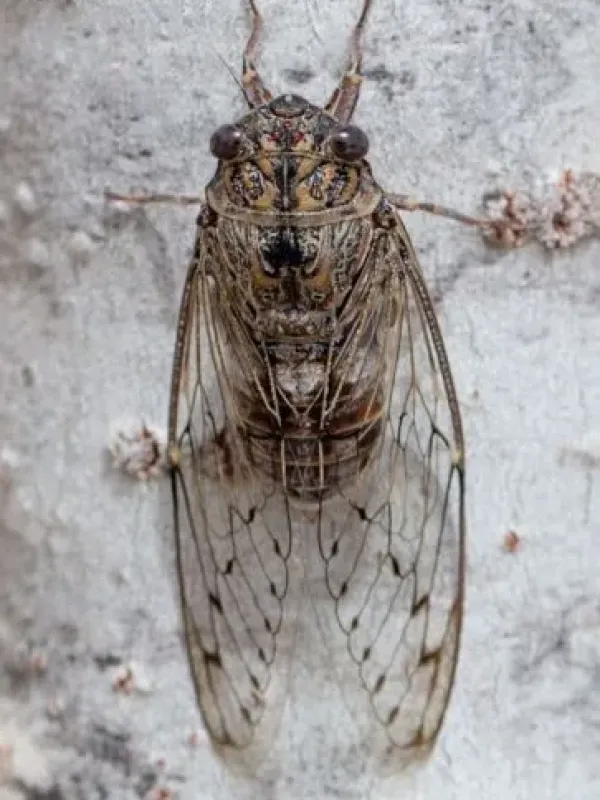Cicada barbara