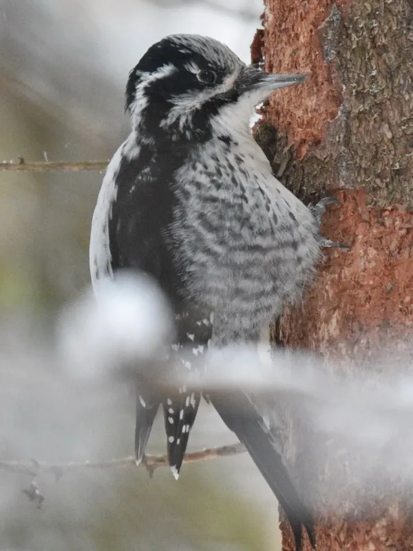 Woodpecker