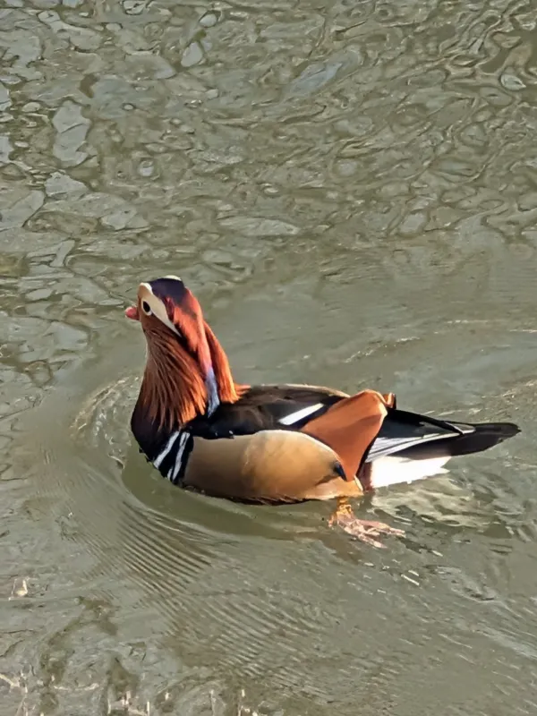 Mandarin duck