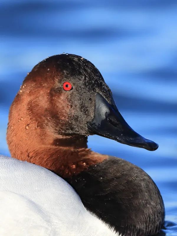 Canvasback