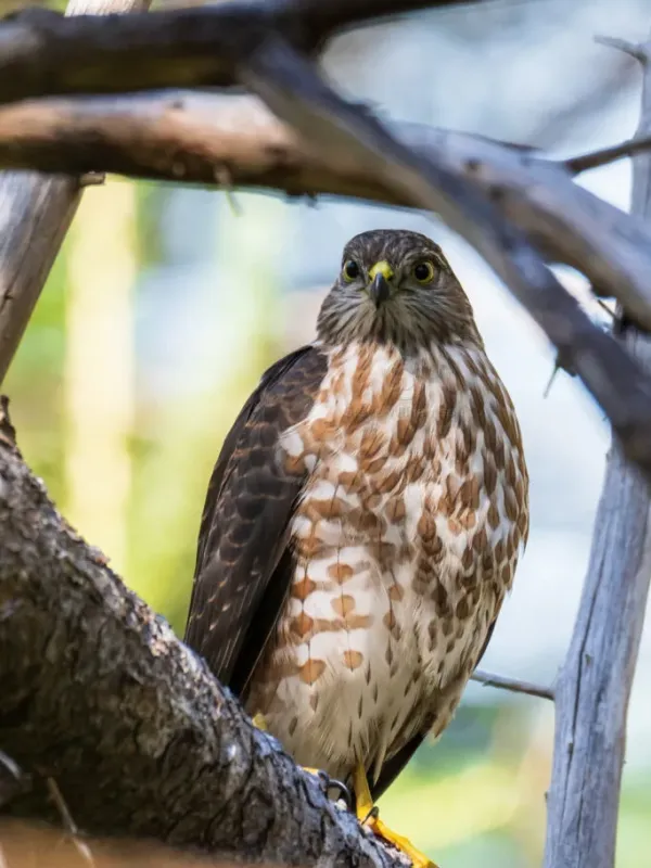 Sharp-shinned hawk