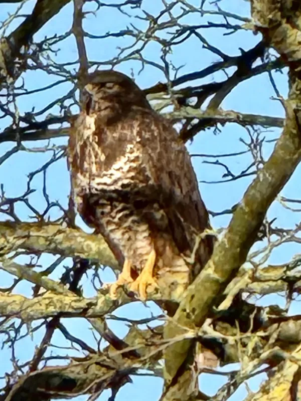 Common buzzard