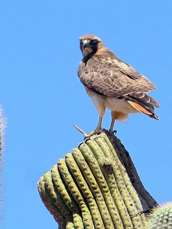 Red-tailed hawk