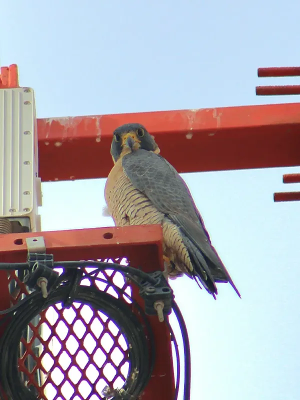 Peregrine Falcon