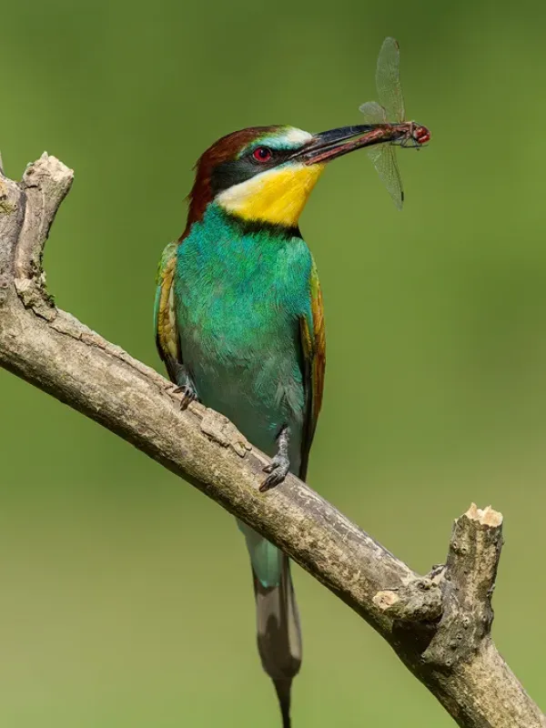 European bee-eater