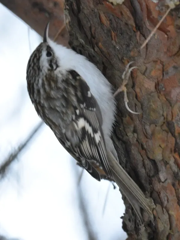 Treecreeper