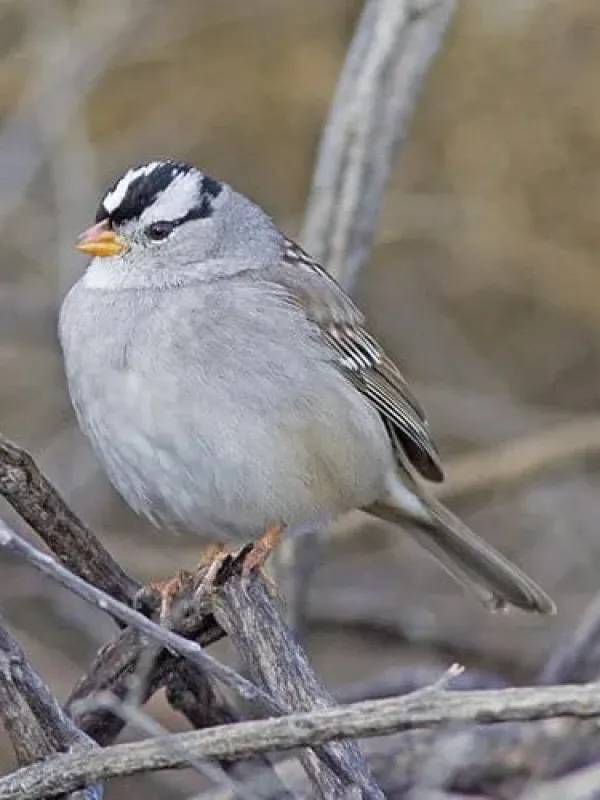 White-crowned sparrows