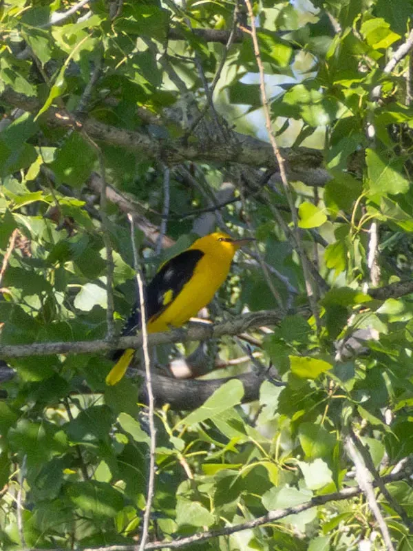Golden oriole