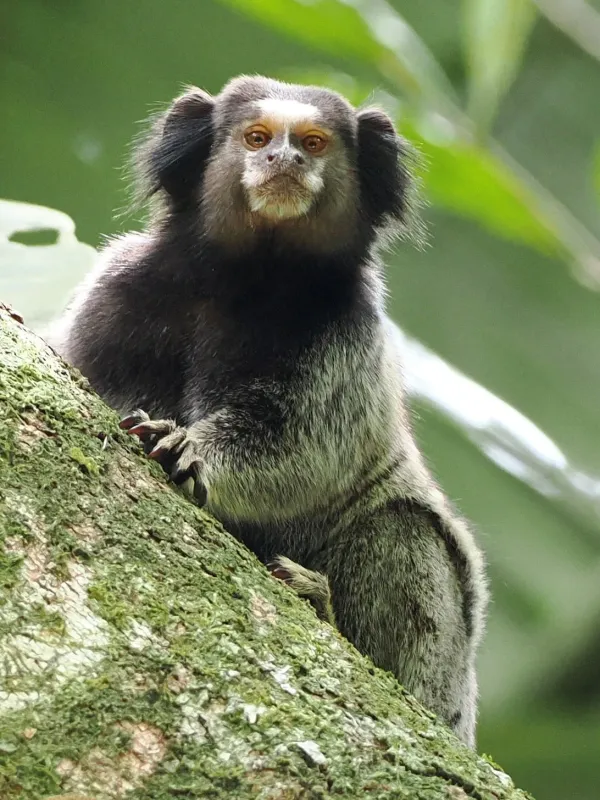 Marmosets