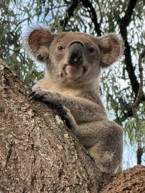 Коала