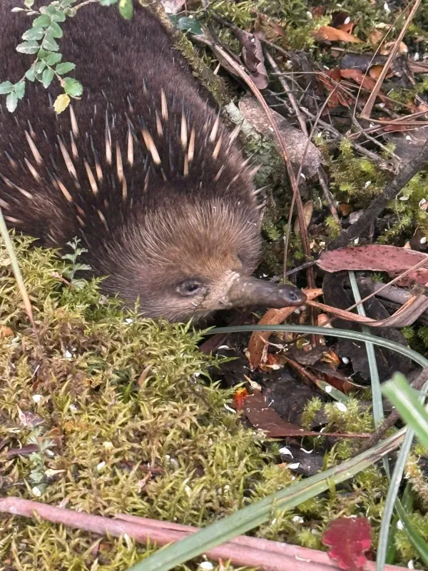 Short-beaked echidna
