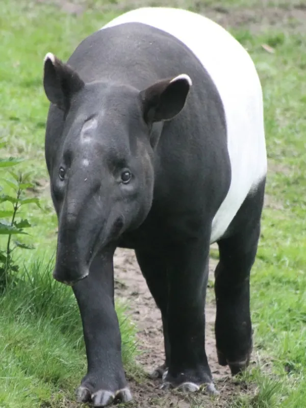 Malayan tapir