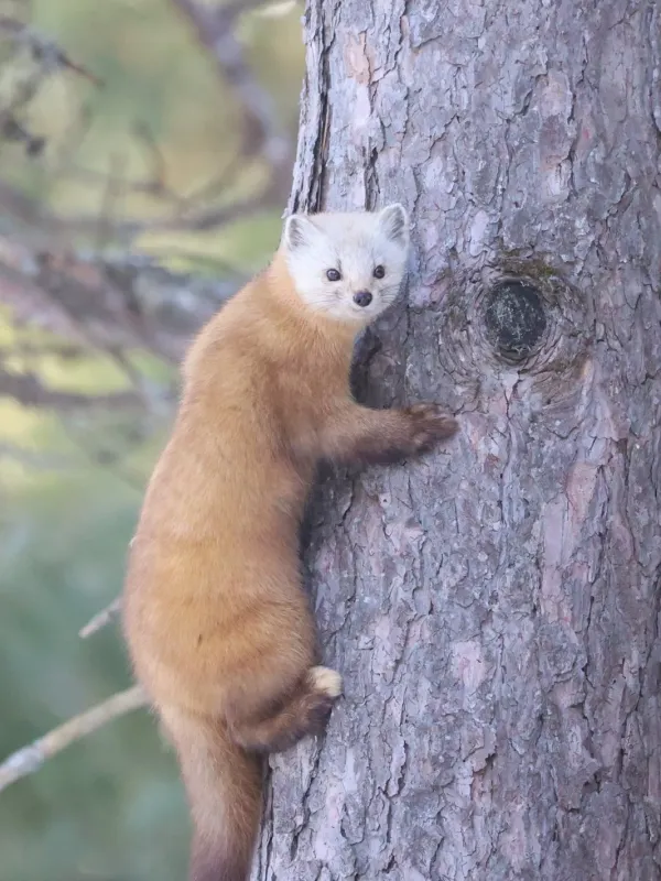 American marten