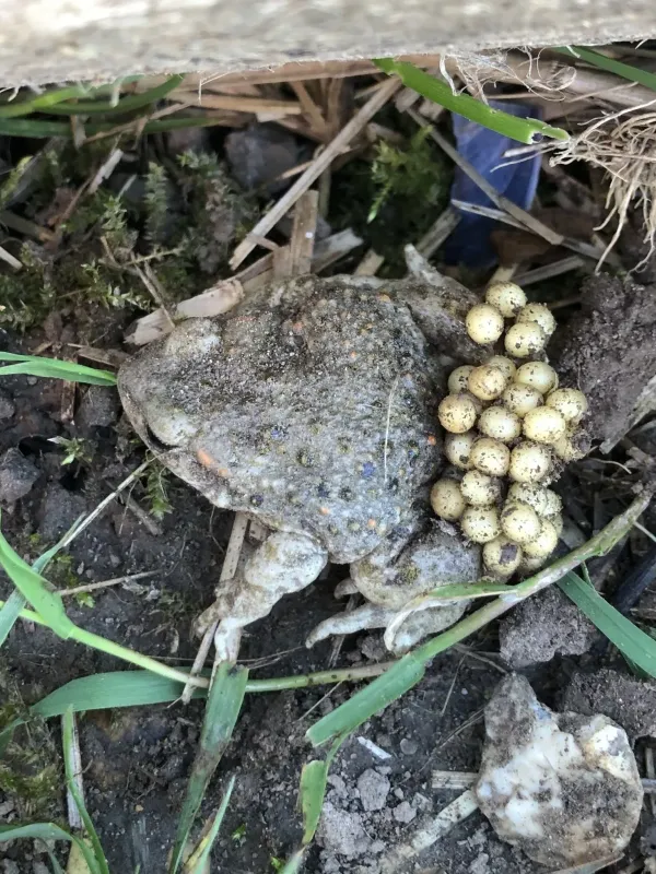 Common midwife toad