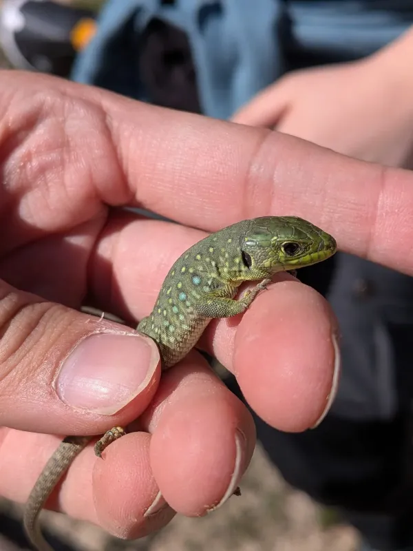 Ocellated lizard