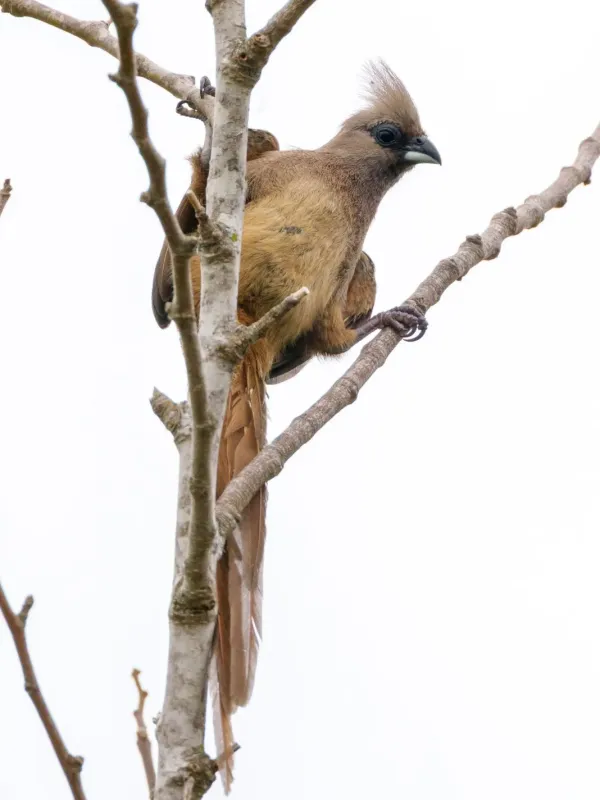 Speckled mousebird