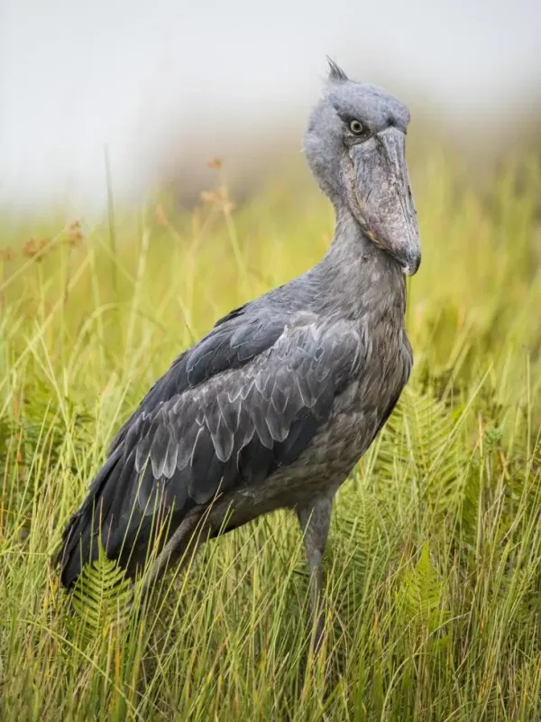 Shoebill