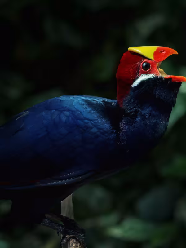 Turaco