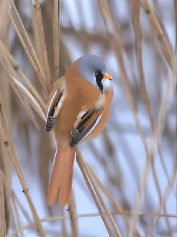 Bearded reedling