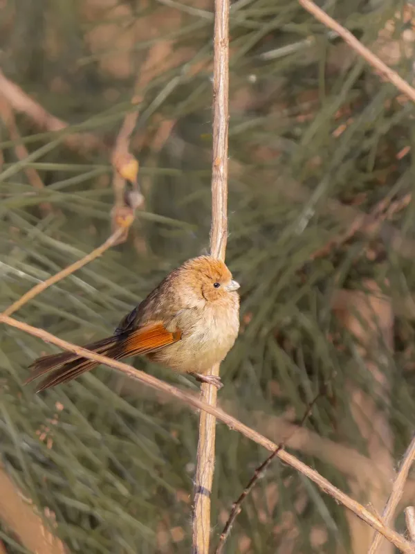 Vinous-throated parrotbill