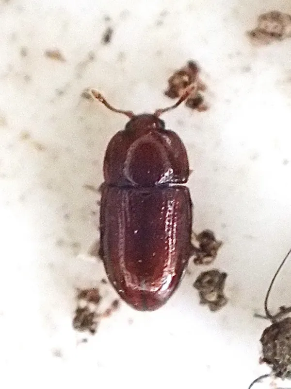 Gastrallus