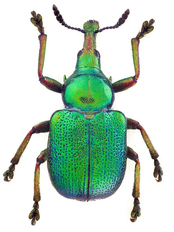 Grape weevil