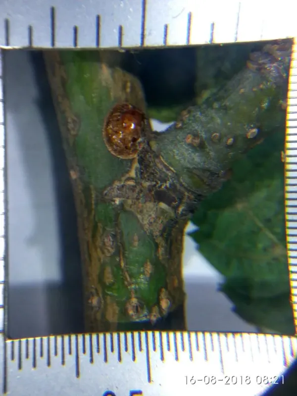 European fruit lecanium