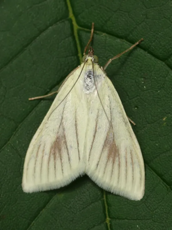 Луговий метелик (вид Sitochroa umbrosalis)