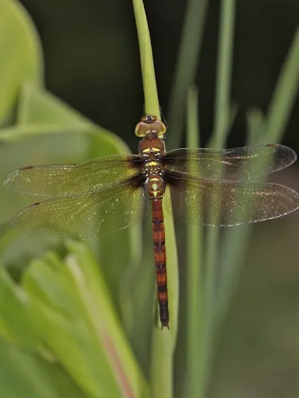 Petalura