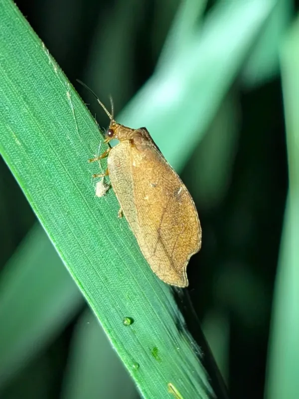 Drepanepteryx phalaenoides