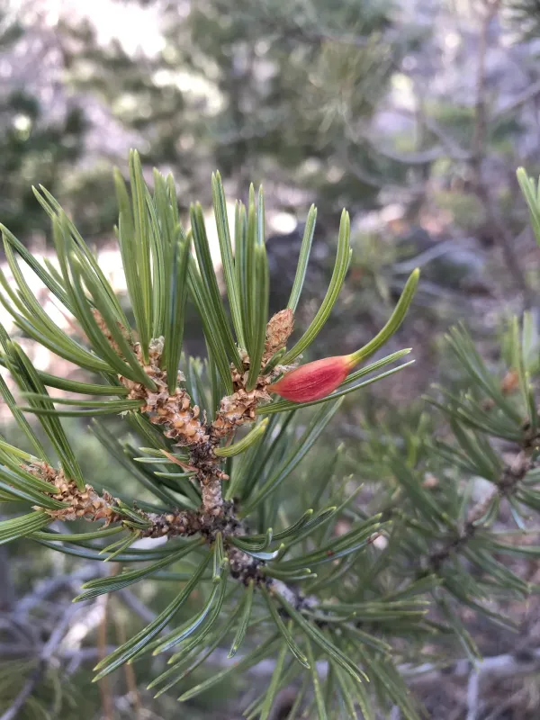 Pine gall midge